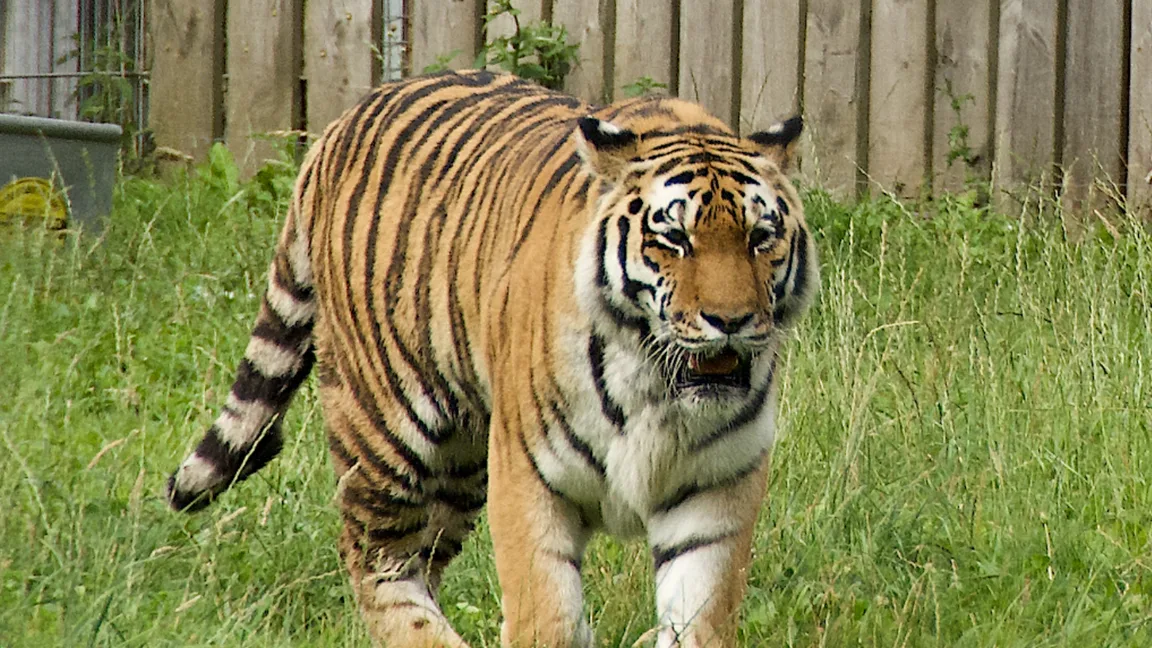 Genrebild. En tiger i Yorkshire Wildlife Park. Foto: Paul Harrop, CC BY-SA 2.0, via Wikimedia Commons