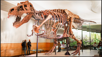 En Tyrannosaurus Rex är inte billig. Foto: Jorge Jaramillo (CC BY-SA 4.0)