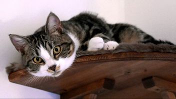 Genrebild. Inte den för den branden utpekade katten. Foto: Janerik Henriksson/TT