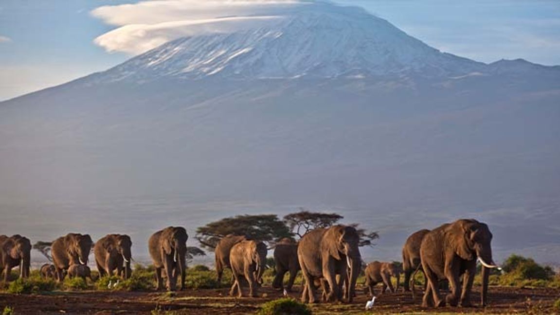 Arkivbild på elefanter fotograferade med Kilimanjaro i bakgrunden. Foto: Ben Curtis/AP/TT