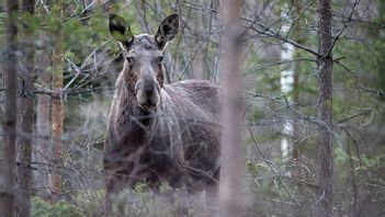 Foto: Bengt-Erice/CC BY 4.0