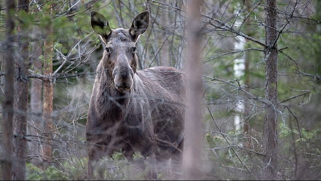 Foto: Bengt-Erice/CC BY 4.0