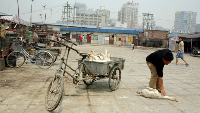 A man picking up a goose that has fallen off his tricycle at the live bird market in Beijing. Photo: Anonymous/AP/TT