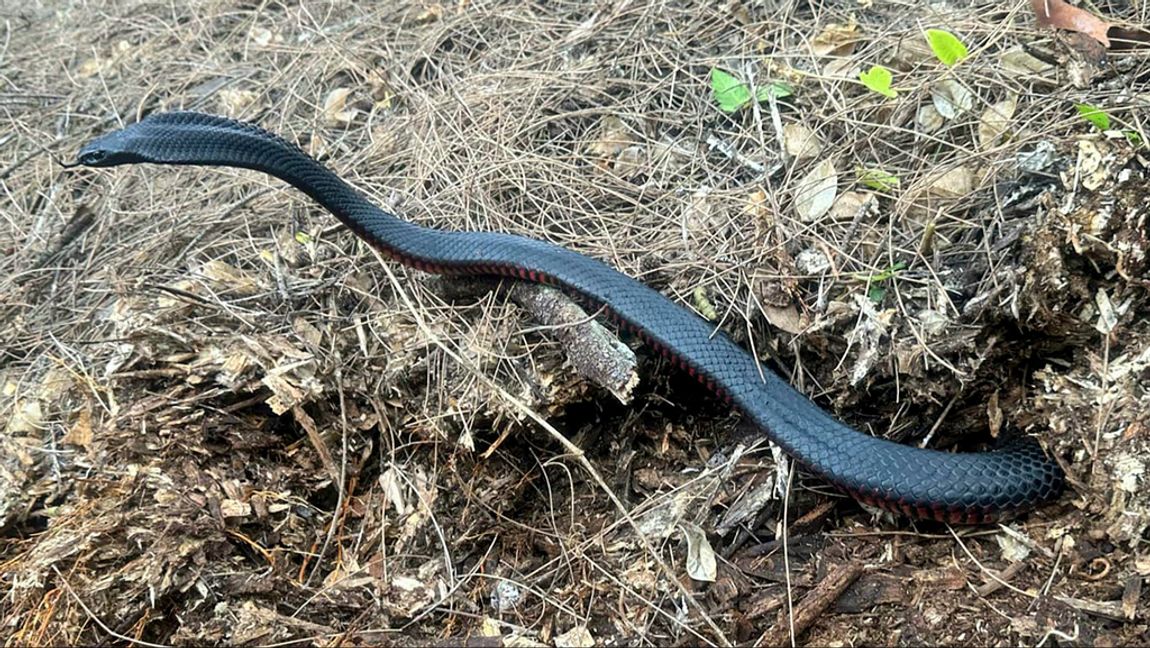En av de 102 rödbukiga svarta ormarna som hittades i en kompost i en trädgård i Sydney. Foto: Cory Kerewaro AP/TT