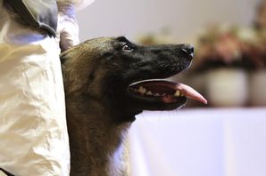 Narkotikahundarna ska söka i skolorna efter skoltid. Arkivbild. Ronald Zak/AP/TT