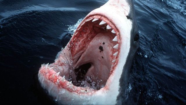 Vithaj. Arkivbild. Foto: David Doubilet/AP