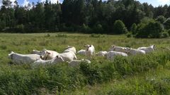Avliden man angreps av kor