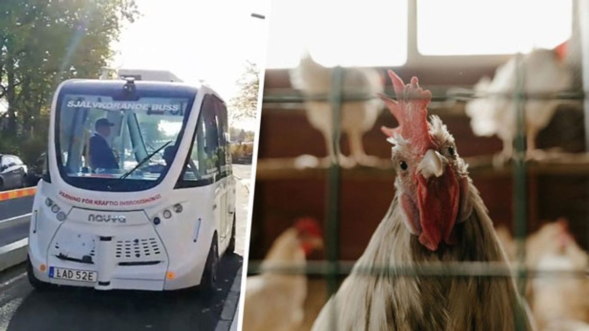 Den självkörande bussen i Trelleborg kostade nio miljoner kronor. Nu har den sålts på auktion som ett potentiellt hönshus. Foto: Faksimil Oscar Johansson på Youtube/cottonbro studio/Pexels.