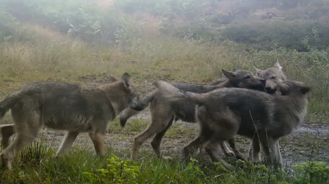 Varghybriderna kan para sig med andra vargar och överföra egenskaper till dem. Foto: TT/TT