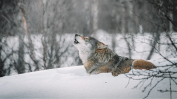 Vargen är inget att yla om. Foto: Federico Di Dio photography, Unsplash