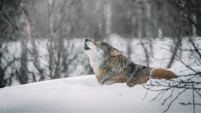 Vargen är inget att yla om. Foto: Federico Di Dio photography, Unsplash
