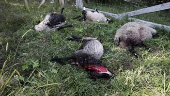 Mat åt vargarna kan komma från ett kommunalt fårhägn. På dagen kan det också vara en 4H-gård. Foto: Poppe, Cornelius/TT