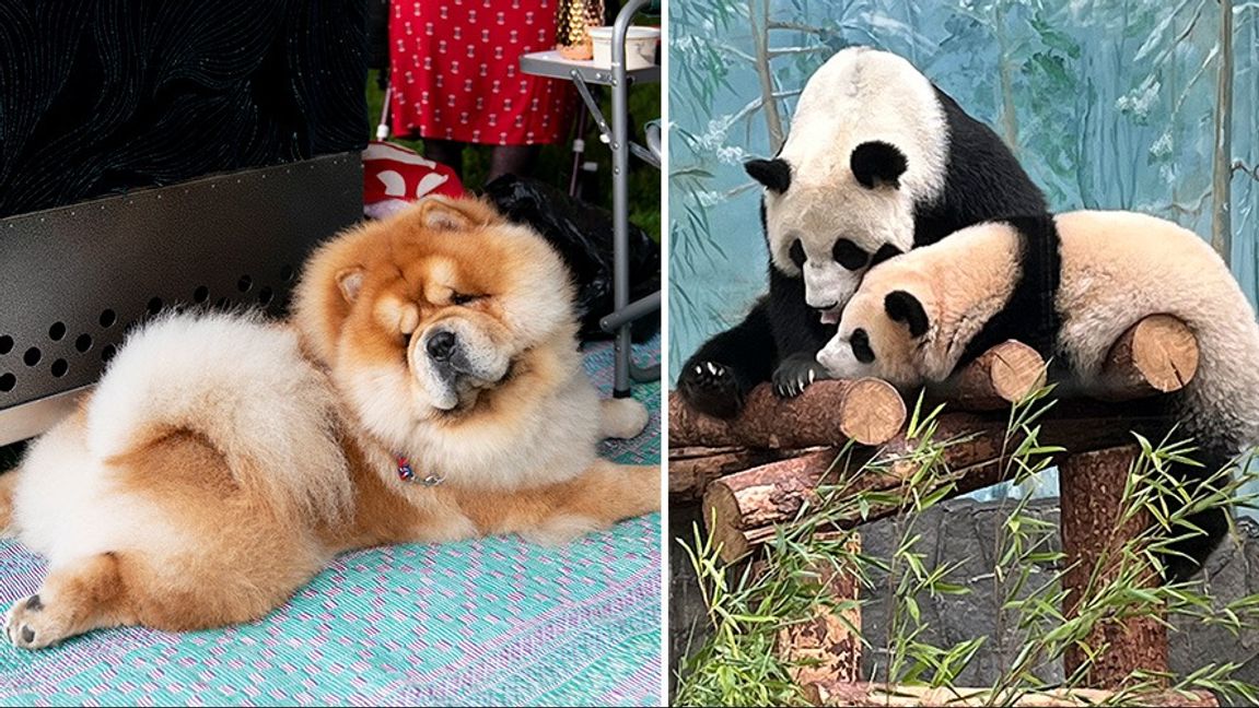 En Chow chow-hund och två riktiga pandor. Foto: John Minchillo/Igor Mikhalyov/AP/TT