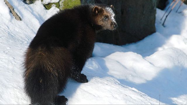 Järv på Skansen i Stockholm. Foto: Hasse Holmberg/SCANPIX SWEDEN/TT