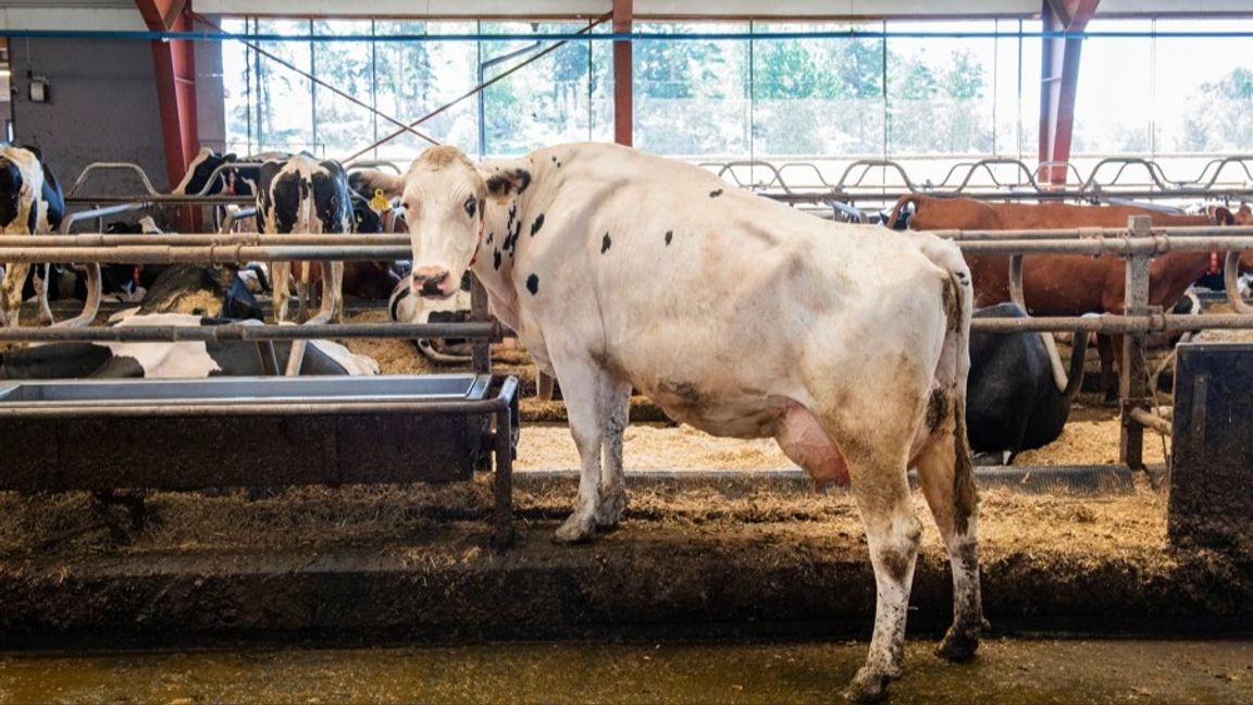 Sveriges livsmedelsförsörjning hotad – självförsörjningen räcker inte vid kris