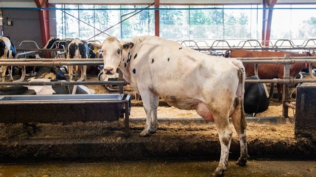 Sveriges livsmedelsförsörjning hotad – självförsörjningen räcker inte vid kris