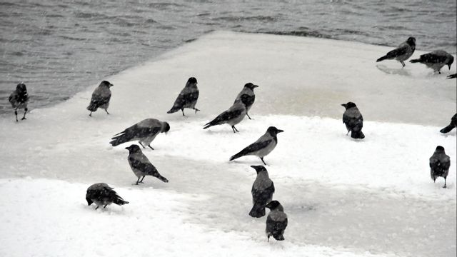 Kråkor – ett nytt verktyg i kampen mot nedskräpningen. Foto: Hasse Holmberg / TT