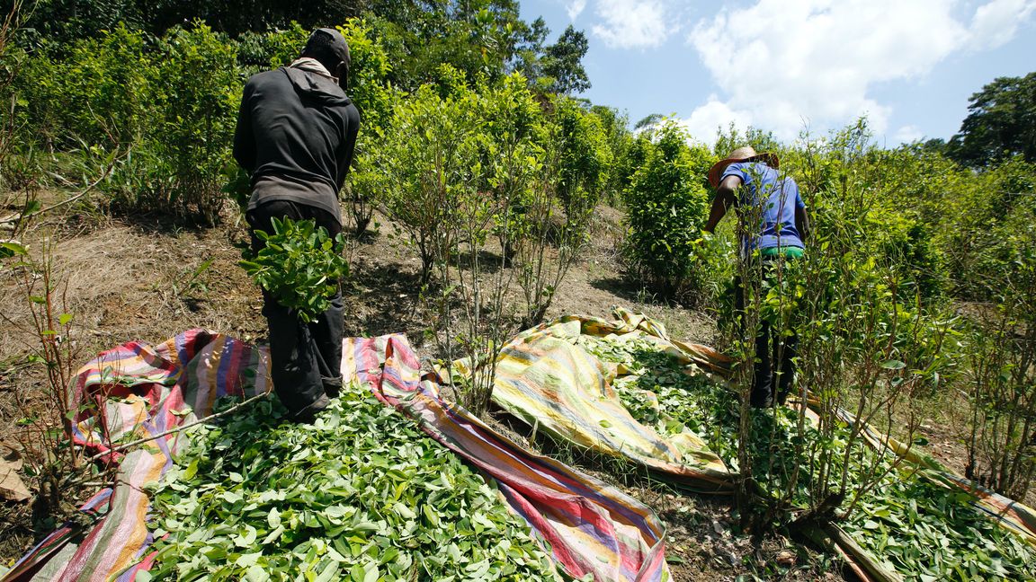 En kokaodling i södra Colombia. Arkivbild. Fernando Vergara/AP/TT