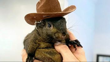 Ekorren Peanut. Foto: Mark Longo via AP/TT