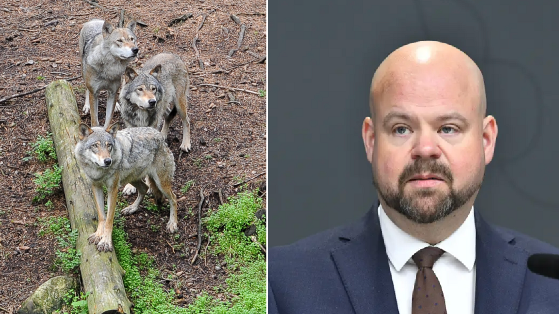 Landsbygdsminister Peter Kullgren (KD) meddelar att vargstammen ska minska stegvis för att bibehålla gynnsam bevarandestatus. Foto: Pontus Stenberg/Lars Schröder/TT