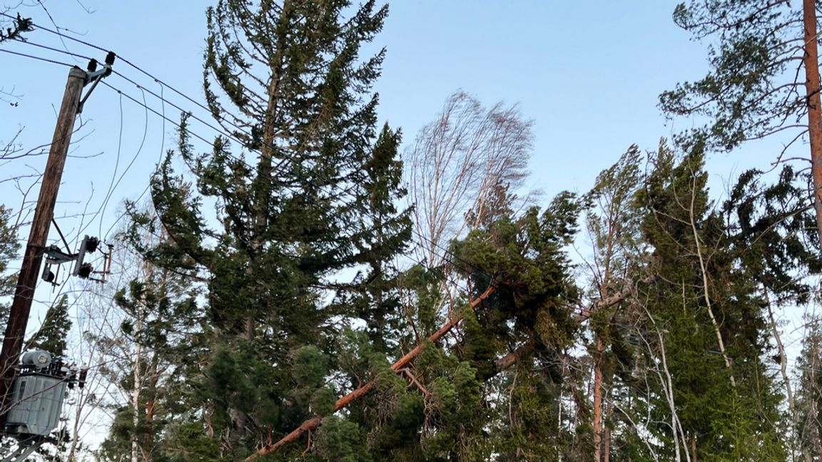 Nedblåsta träd över elledningar orsakar fortsatta strömavbrott i spåren av stormen Johannes som drog in över norra och mellersta Sverige med starka vindar i helgen. Bild från lördagen. Foto: Tomas Bengtsson / TT