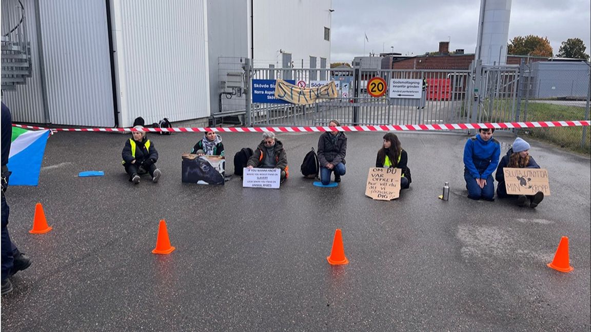Djurrättsaktivister blockerar transporter utanför ett slakteri i Skövde. Foto: Bulletin