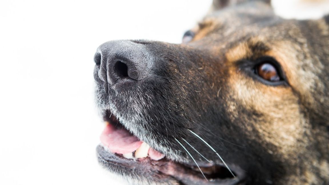 Hundar kan känna av din stressnivå. Foto: Patric Söderström / TT