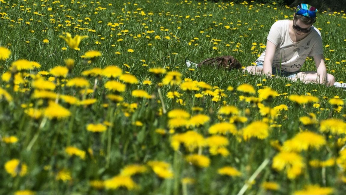 Sommaridyllen störd av antisemitism: ””Judar är äckliga. Hitler visste vad han gjorde!” Foto: JOHAN NILSSON / TT