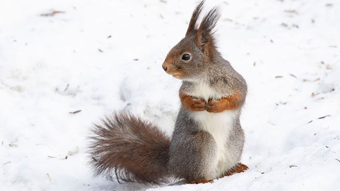 Genrebild på levande, ej heilande ekorre. Bild: Paul Kleiven / NTB