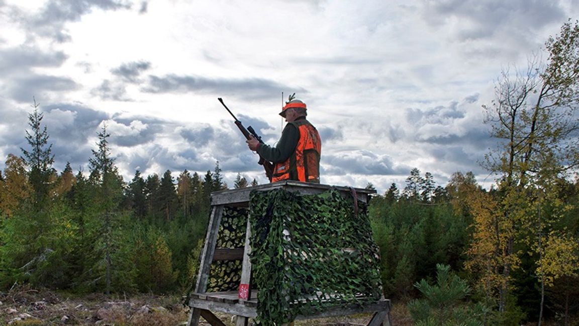 Äljjakten drar snart igång. Foto: Lars Pehrson / SvD / TT