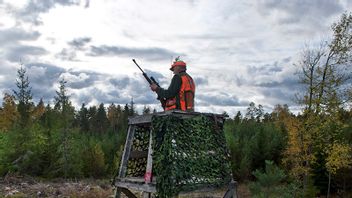 Äljjakten drar snart igång. Foto: Lars Pehrson / SvD / TT