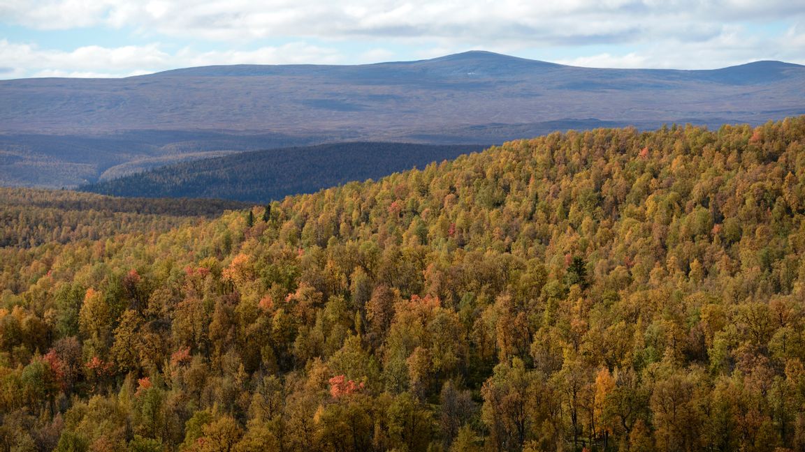 Utsikt över Vindelfjällen från Ammarnäs, en småort i Sorsele kommun. Skogsmark i norr värderas långt under den i söder, men har fått ett uppsving på senare år. Arkivbild. Foto: Henrik Montgomery/TT