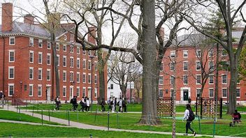 Campus vid Harvarduniversitetet. Foto: Charles Krupa/AP/TT