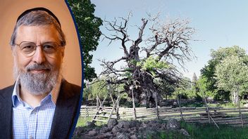 Kvilleken i Rumskulla, Småland, är tusen år och grönskar även i år. Snart kommer den sannolikt att dö, men nyplanterade skott för livet vidare Foto: Mikael Fritzon/TT