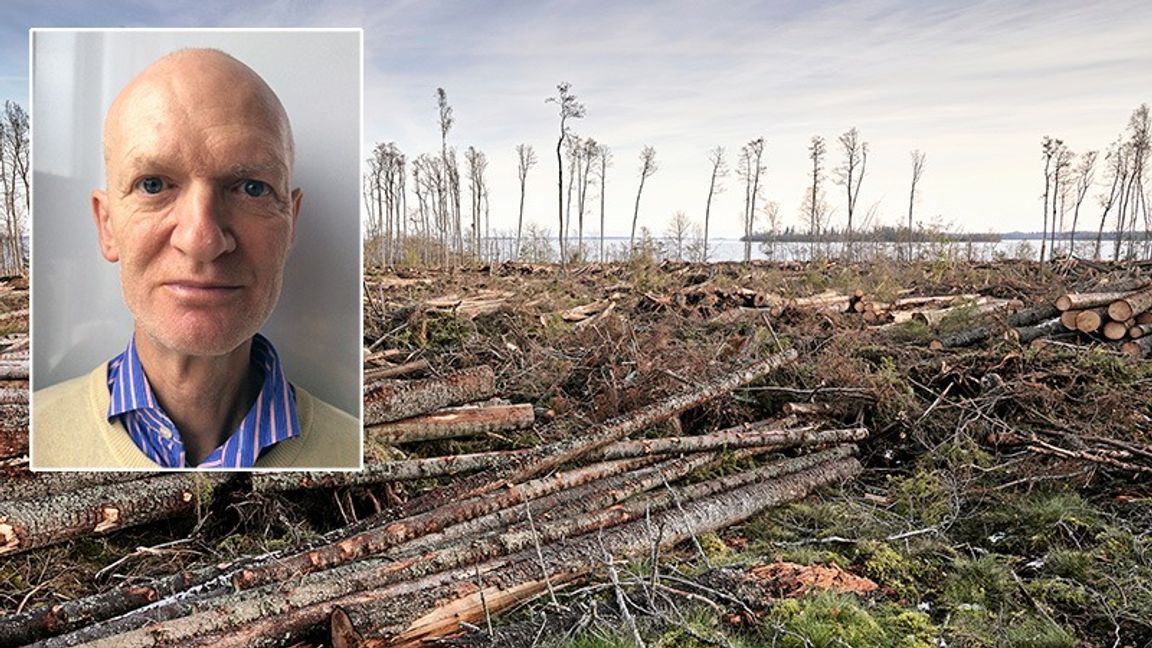 Skogsnäringen är en av de branscher som riskerar att drabbas av en mer klimataktivistisk miljöbalk. Foto: Henrik Holmberg/TT