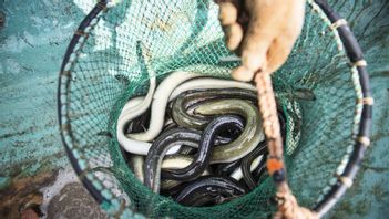 Nya ålfisketillstånd beviljas inte sedan 2015 eftersom beståndet är hotat. Arkivbild. Foto: EMIL LANGVAD/TT