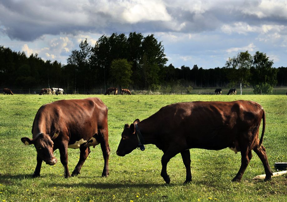 Kor på grönbete. Arkivbild. Foto: Hasse Holmberg/TT