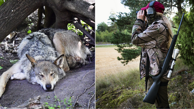 Frågan om vargen fortsätter vara en debatt mellan storstad och landsbygd. Foto: Jonas Ekströmer/Pontus Lundahl/TT