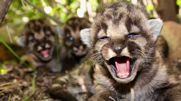 Pumaungar i Santa Monica Mountains, Kalifornien, maj 2020. Foto: National Park Service/AP/TT
