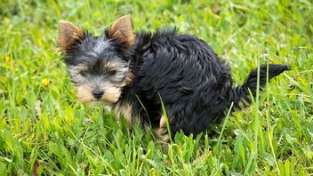 Ett medborgarförslag vill att hundbajs i Malmö ska dna-testas. Genrebild.  Foto: Pixabay.