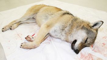 Vargar som skjuts måste lämnas in till myndigheterna. Foto: Pedersen, Terje/TT