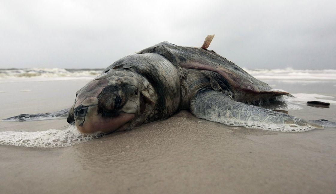 En död havssköldpadda på USA:s sydkust.
Foto: Dave Martin/AP