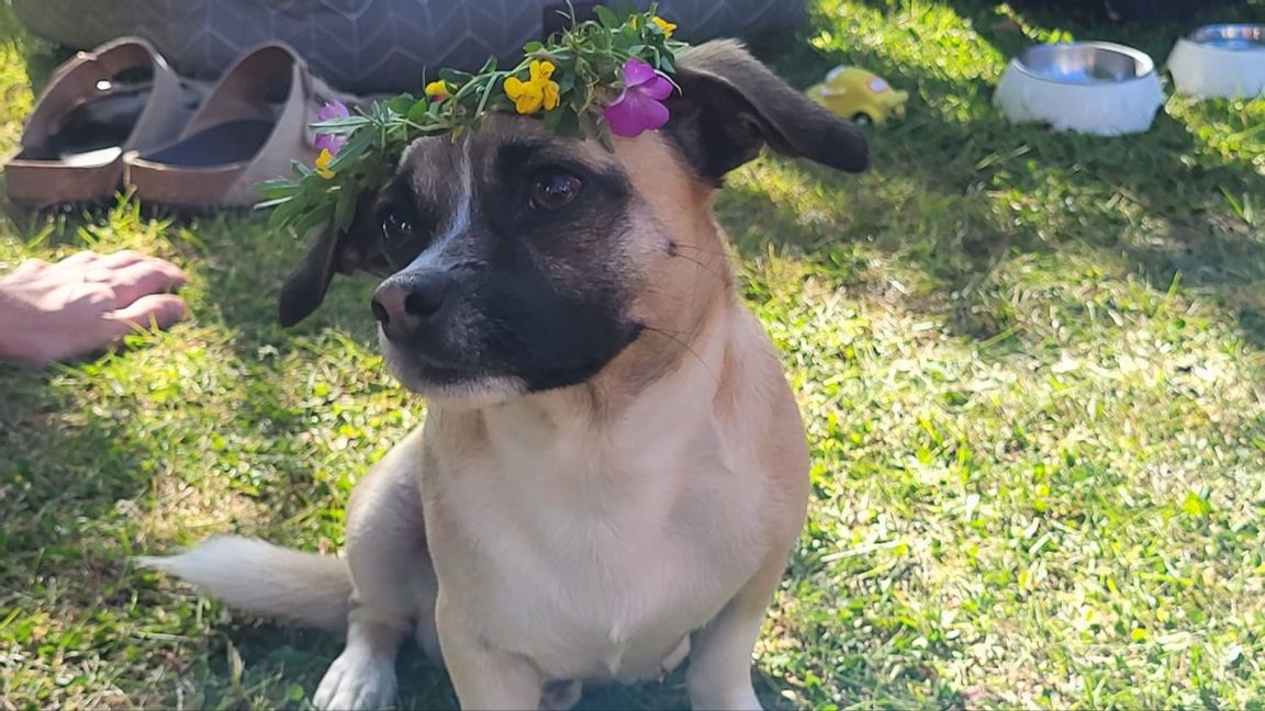 ”Jag är en tax, och mina pronomen är han/honom”. Foto: Privat