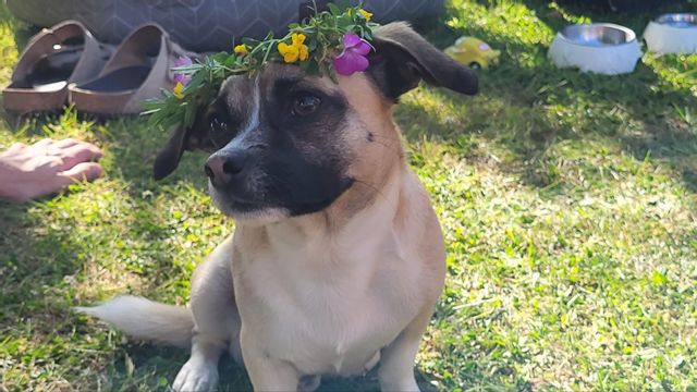 ”Jag är en tax, och mina pronomen är han/honom”. Foto: Privat