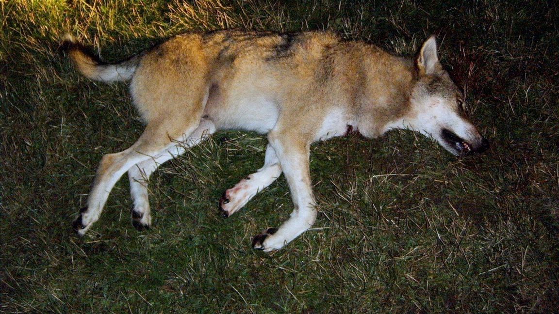 Nykvarnsvargen är nu fälld. Bilden är på en annan varg, en hane på 45 kilo. Foto: Länsstyrelsen/TT