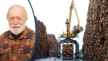 Skogen är en av Sveriges viktigaste exportbranscher. Foto: Lars Pehrson/SvD/TT