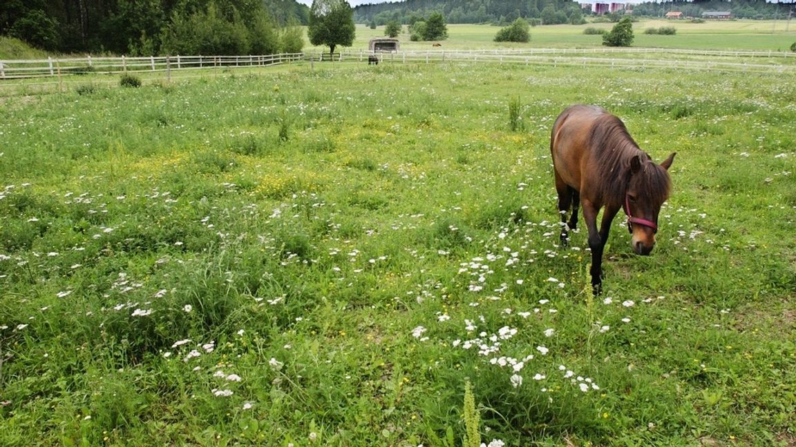 Julia har börjat rida och är lycklig där hon lever på landsbygden. Foto: Björn Larsson Ask/TT