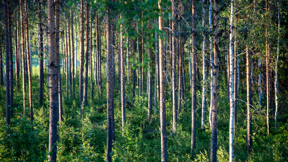 Skogspriserna stiger lite även om aktiviteten faller. Foto:Helena Lundstedt/TT 