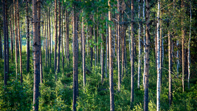 Skogspriserna stiger lite även om aktiviteten faller. Foto:Helena Lundstedt/TT 