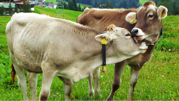 Vad betyder bevis för länsstyrelsen? Foto: Molgreen, CC BY-SA 4.0, via Wikimedia Commons